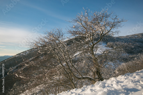Frozen tree in the regional park of Monte Cucco during winter day of January