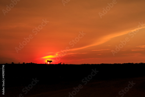 cow and sunset in the countryside of laos
