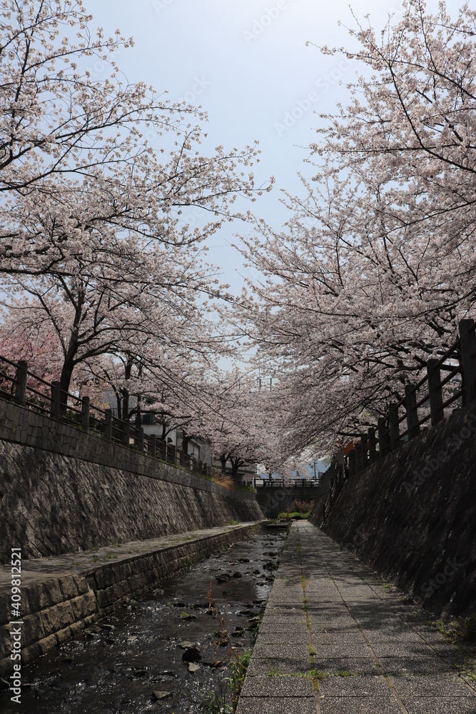 川の両端に咲いた桜