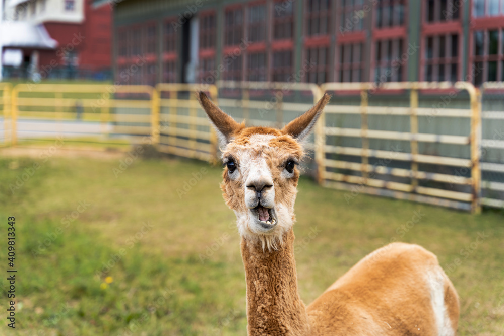 Hilarious photo of funny Alpaca staring at the camera at the Canadian Food and Agriculture museum, with yellow fence behind.