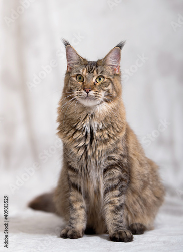 Gorgeous cats and Maine Coon cats