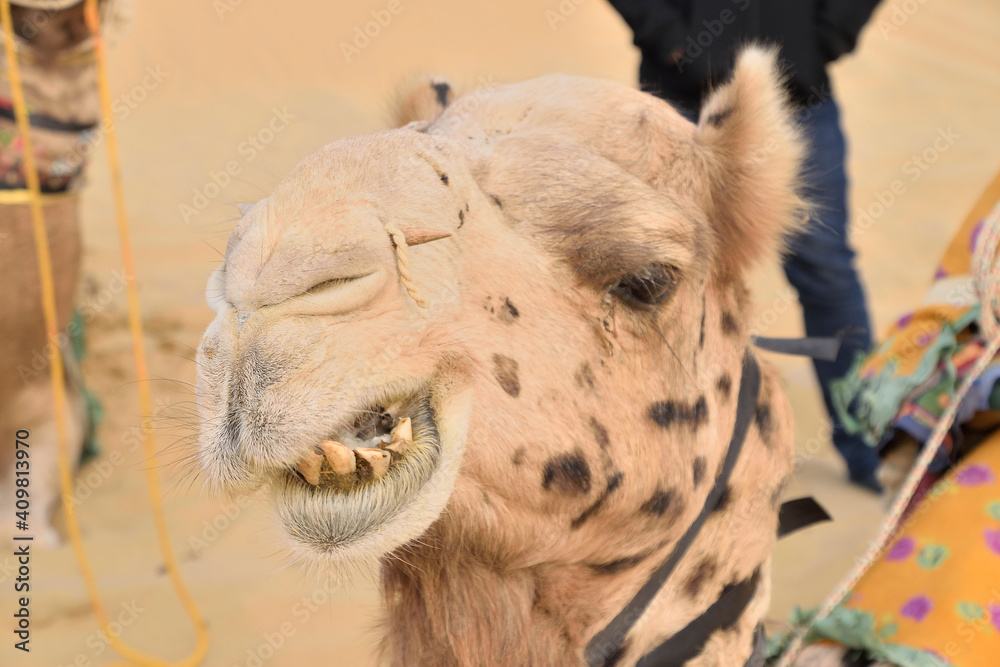 Obraz premium thar desert india