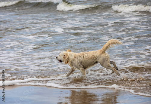 Golden retriever plays in the water on the beach © wjarek