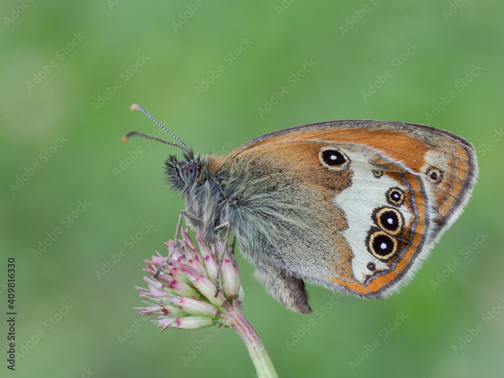Obraz premium Coenonympha arcania