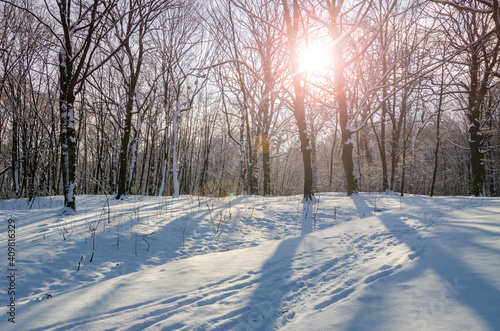 Shiny winter sunset in the park.