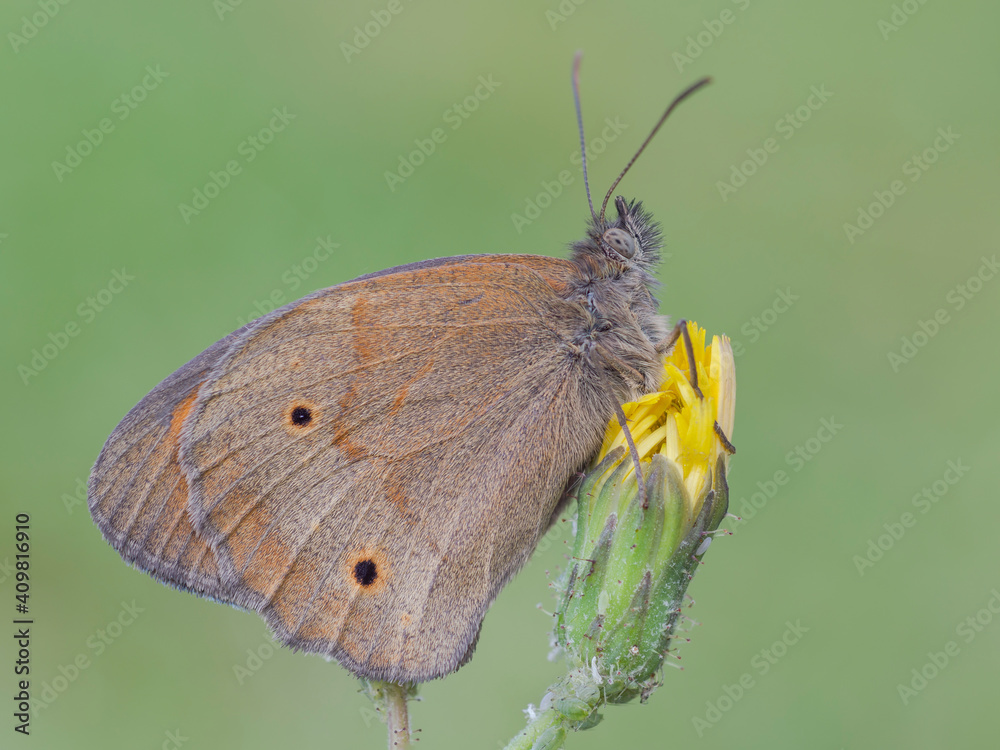 Obraz premium Maniola jurtina