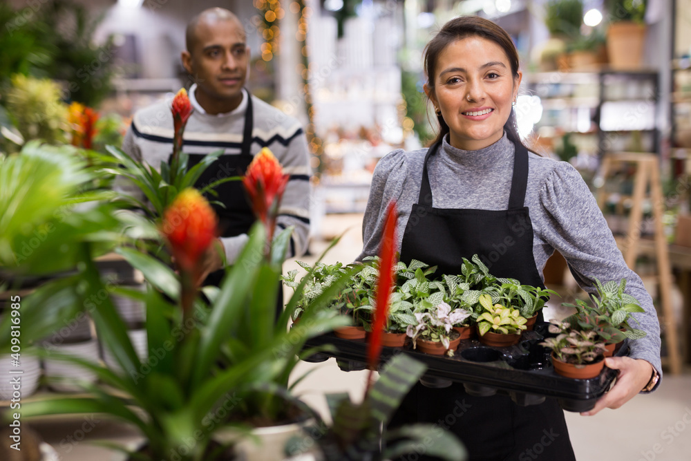 Fototapeta premium Professional woman florist watering flowers from a plastic watering can in floral shop