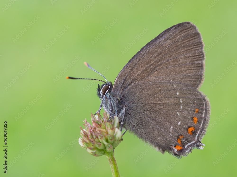 Obraz premium Satyrium ilicis