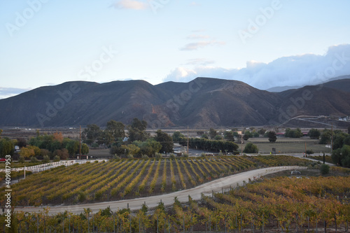 Landscape view of vineyard rows with mountains in the background in Temecula Valley, California photo