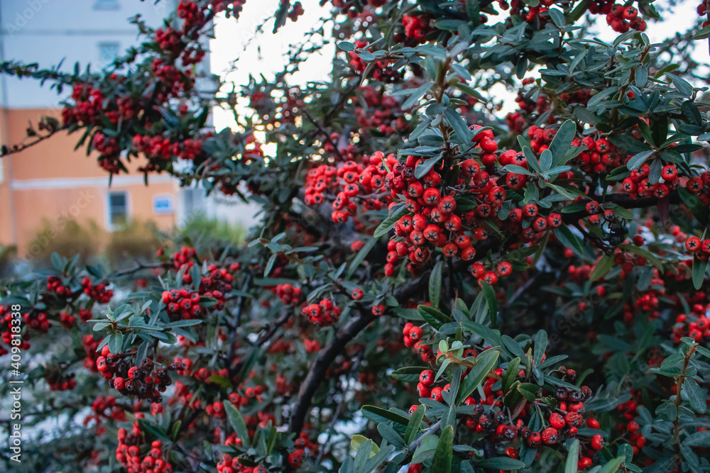 Pyracantha (Latin Pyracantha) is an ornamental evergreen thorny shrub with red berries and green leaves on a sunny day.
