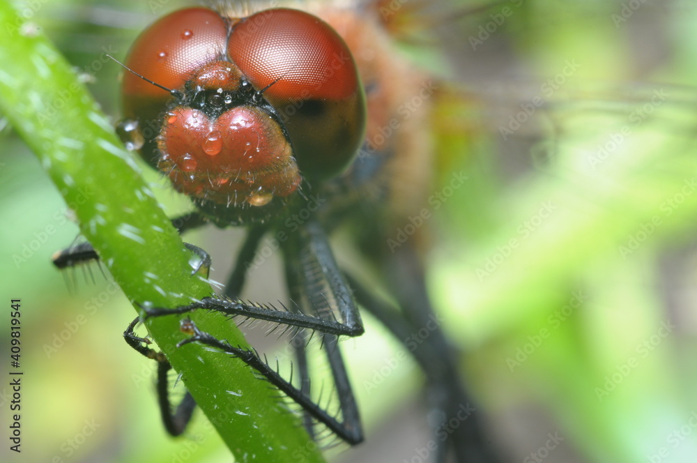 Macro shot of a red, orange dragonfly