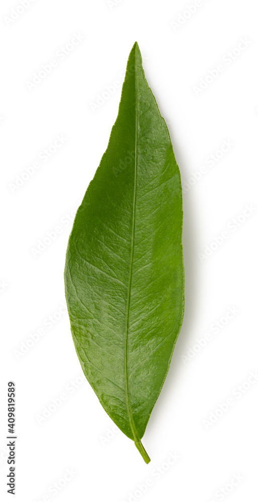 mandarin leaf isolated on a white background mandarin leaf isolated on a white background