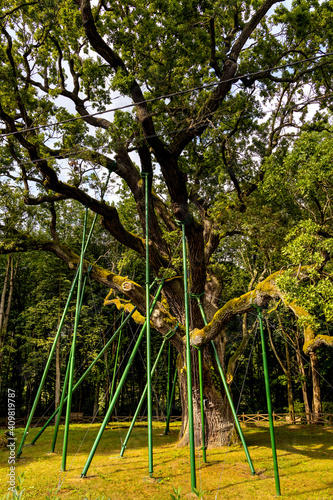 Bartek Oak nature monument, one of oldest oak tree in Poland, aged over 800 years in Swietokrzyskie Mountains village Zagnansk near Kielce in Poland photo