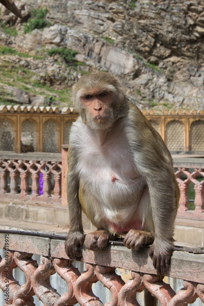 A monkey in the Galwar Bagh (Temple of the Monkeys). Jaipur, Rajasthan. India.