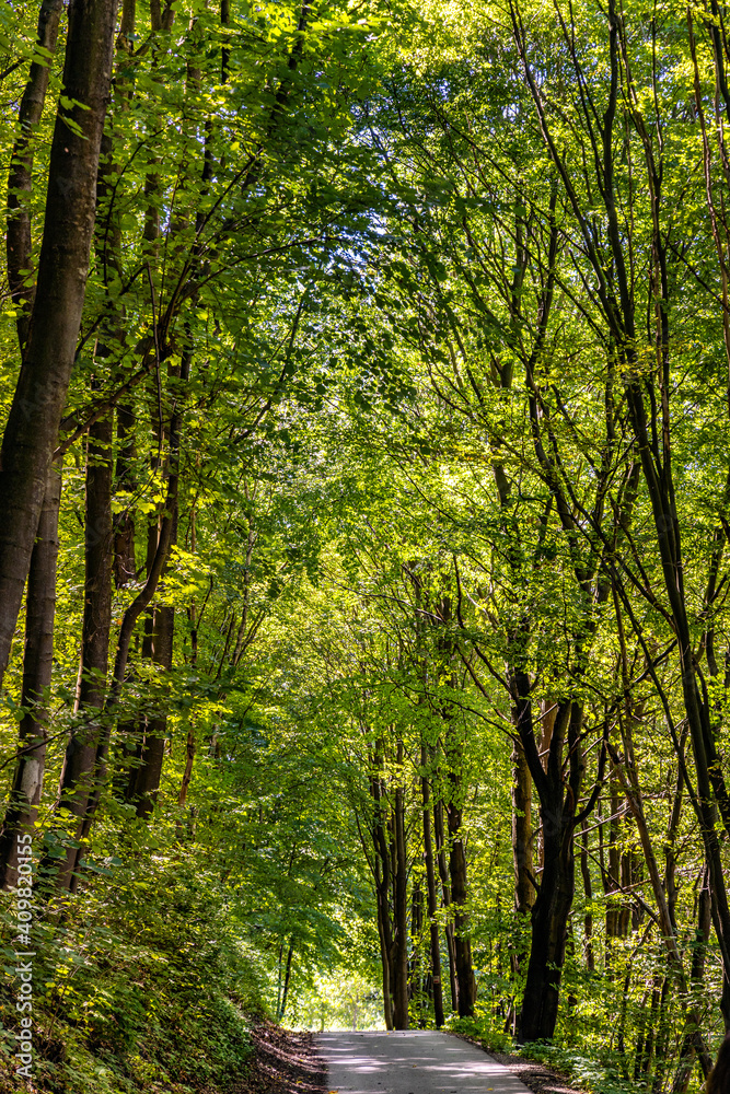 Obraz premium Mixed European forest in Bedkowska Valley of Bentkowka Creek within Jura Krakowsko-Czestochowska upland near Cracow in Lesser Poland