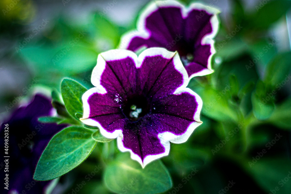 Naklejka premium Petunia Blue Pecotee