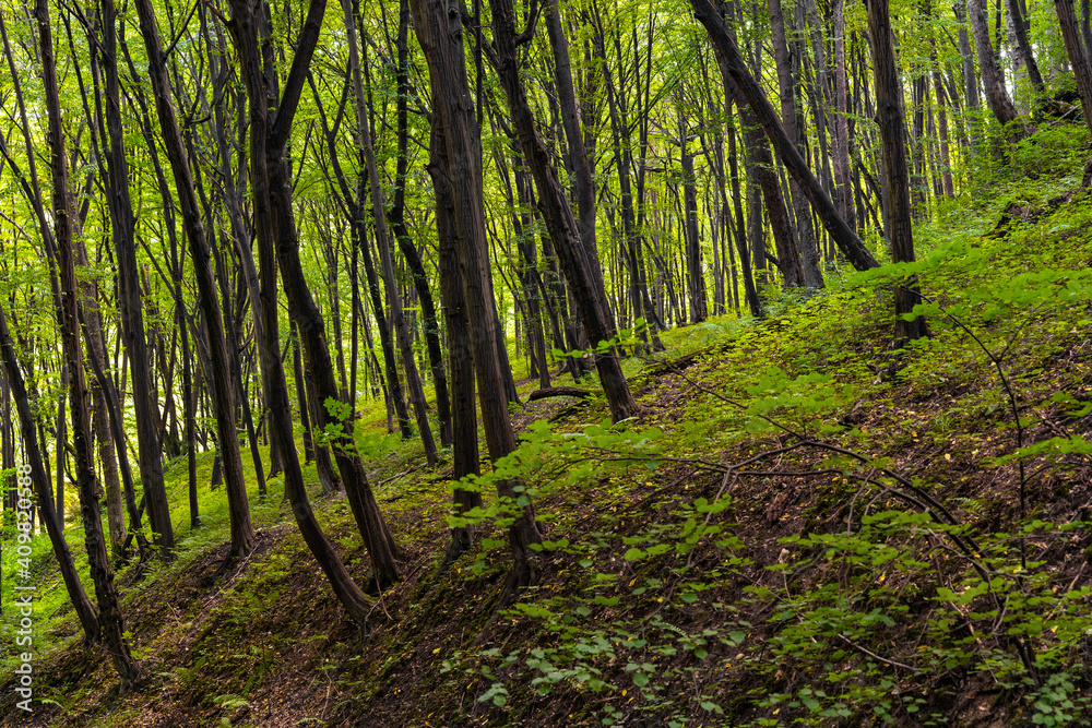 Obraz premium Mixed European forest in Bedkowska Valley of Bentkowka Creek within Jura Krakowsko-Czestochowska upland near Cracow in Lesser Poland