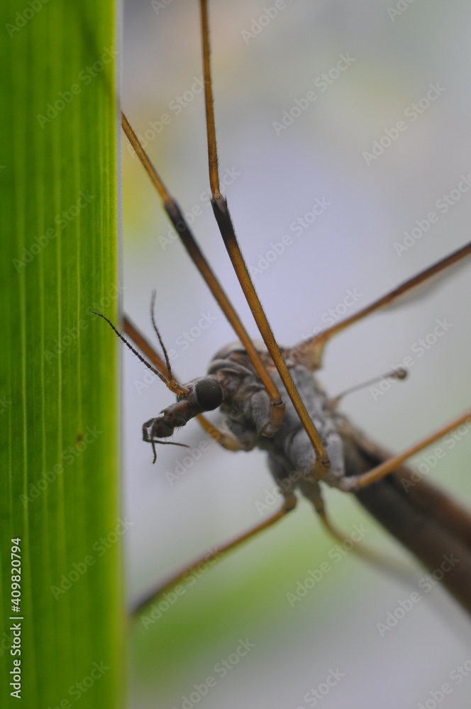 Naklejka premium Big flying insects in the green background