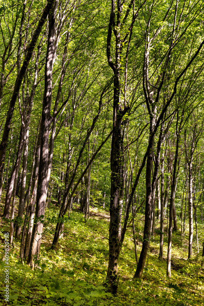 Mixed European forest in Bedkowska Valley of Bentkowka Creek within Jura Krakowsko-Czestochowska upland near Cracow in Lesser Poland Mixed European forest in Bedkowska Valley of Bentkowka Creek within Jura Krakowsko-Czestochowska upland near Cracow in Lesser Poland