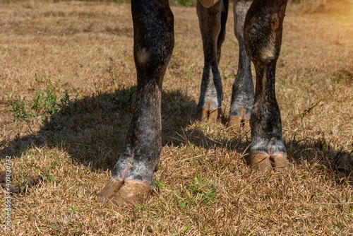 The leg of a cows  standing on  the ground,  in the farm.