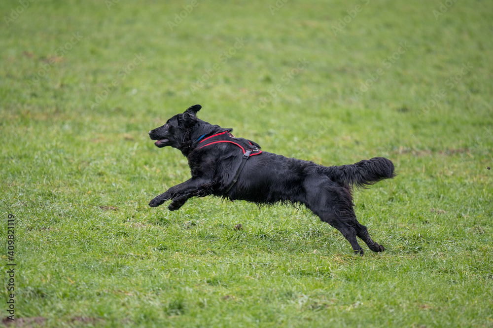 black flatcoated retriever running on grass black flatcoated retriever running on grass