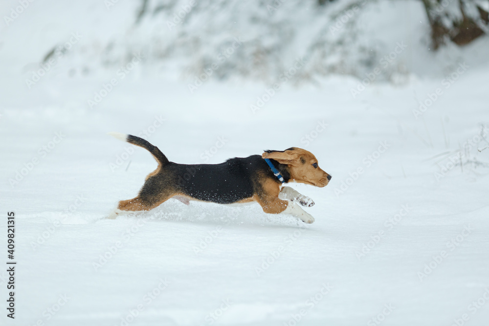 beagle dog running in the snow