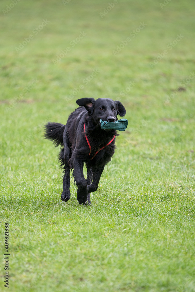 black flatcoated retriever running on grass black flatcoated retriever running on grass