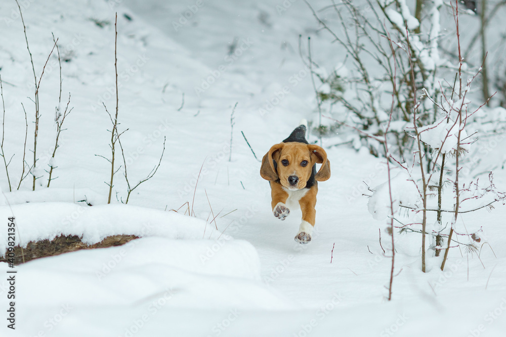 beagle dog running in the snow
