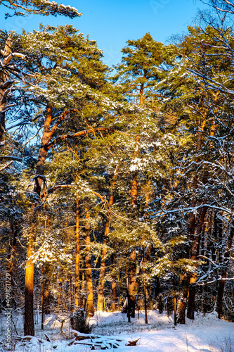 Winter landscape of mixed European forest thicket under light snow at sunset in Puszcza Kampinoska Forest in Palmiry near Warsaw in central Poland photo