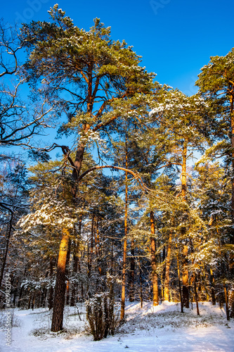 Winter landscape of mixed European forest thicket under light snow at sunset in Puszcza Kampinoska Forest in Palmiry near Warsaw in central Poland photo