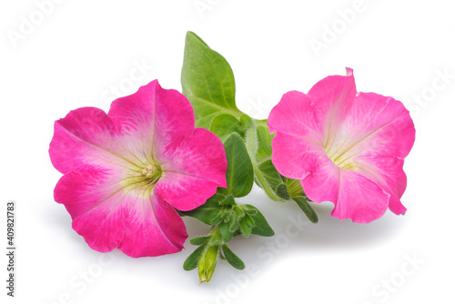 Pink surfinia petunia flowers