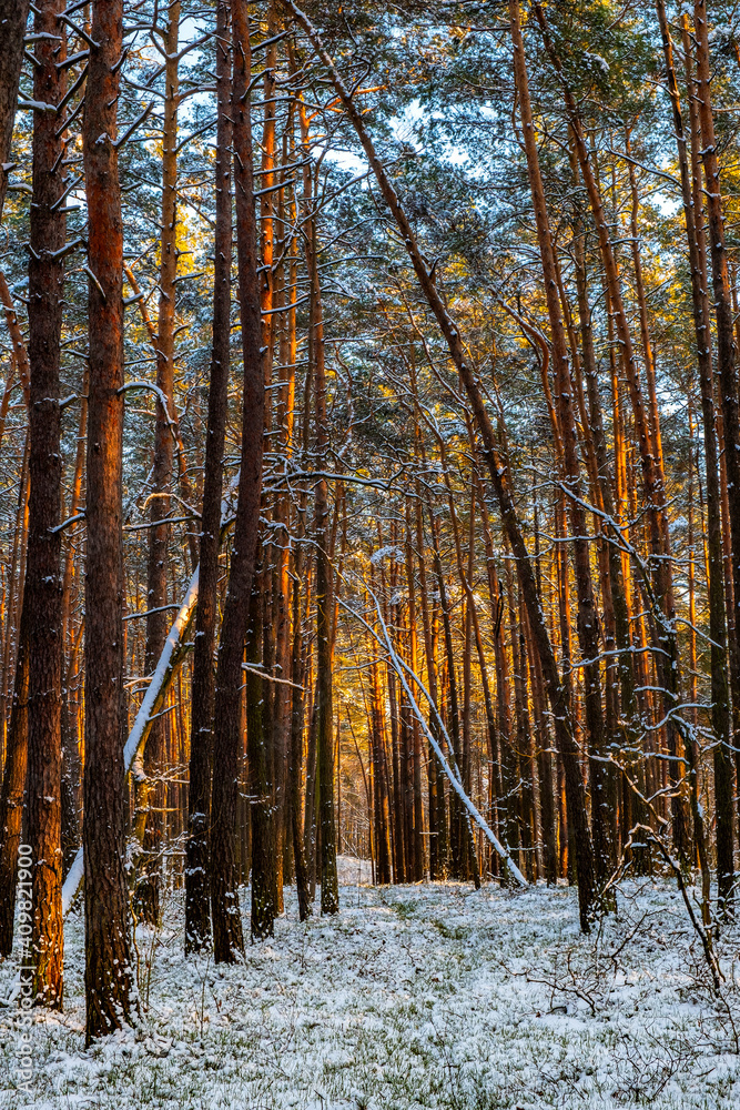 Fototapeta premium Winter landscape of mixed European forest thicket under light snow at sunset in Puszcza Kampinoska Forest in Palmiry near Warsaw in central Poland