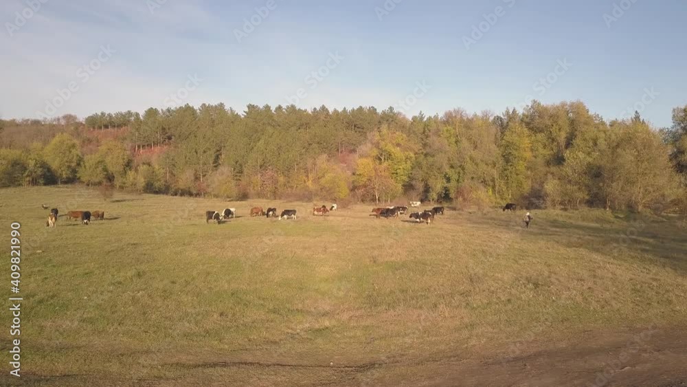 Herd Of Cows And Sheep Grazing On Meadow Herd Of Cows And Sheep Grazing On Meadow