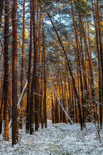 Winter landscape of mixed European forest thicket under light snow at sunset in Puszcza Kampinoska Forest in Palmiry near Warsaw in central Poland