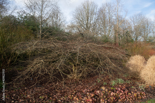 Small Winter Buds on the Bare Branches of a Deciduous Persian Ironwood Tree (Parrotia Persica) Growing in a Woodland Garden in Rural Devon, England, UK