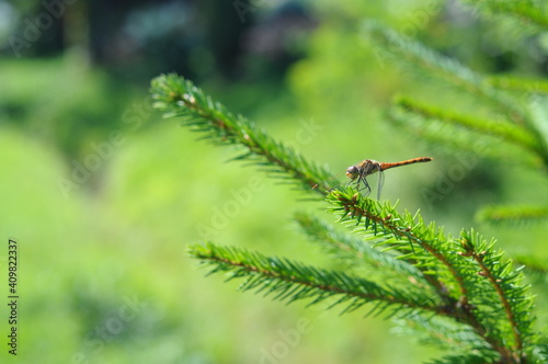 duża ważka na liściu - makro, przybliżenie latającego owada, insekta © Tomasz