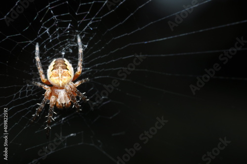 spider web and trap for other insects, small animal - Garden, Cross or Araneus spider © Tomasz