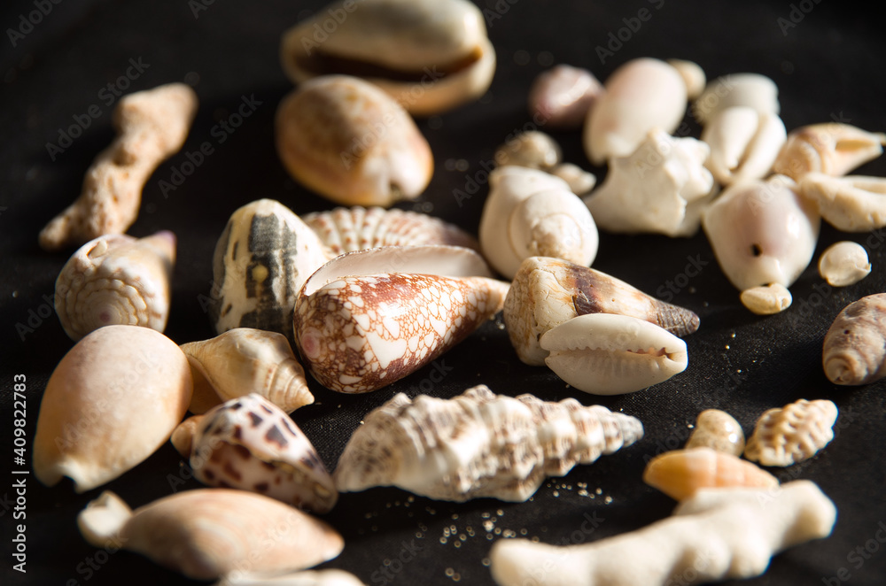 Sea shells with Black background