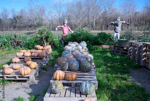 Pumpkins at the outdoor farmers market. pumpkin patch.