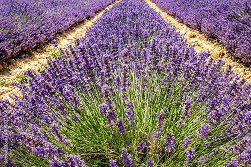 Lavendelfeld in der Provence in Frankreich