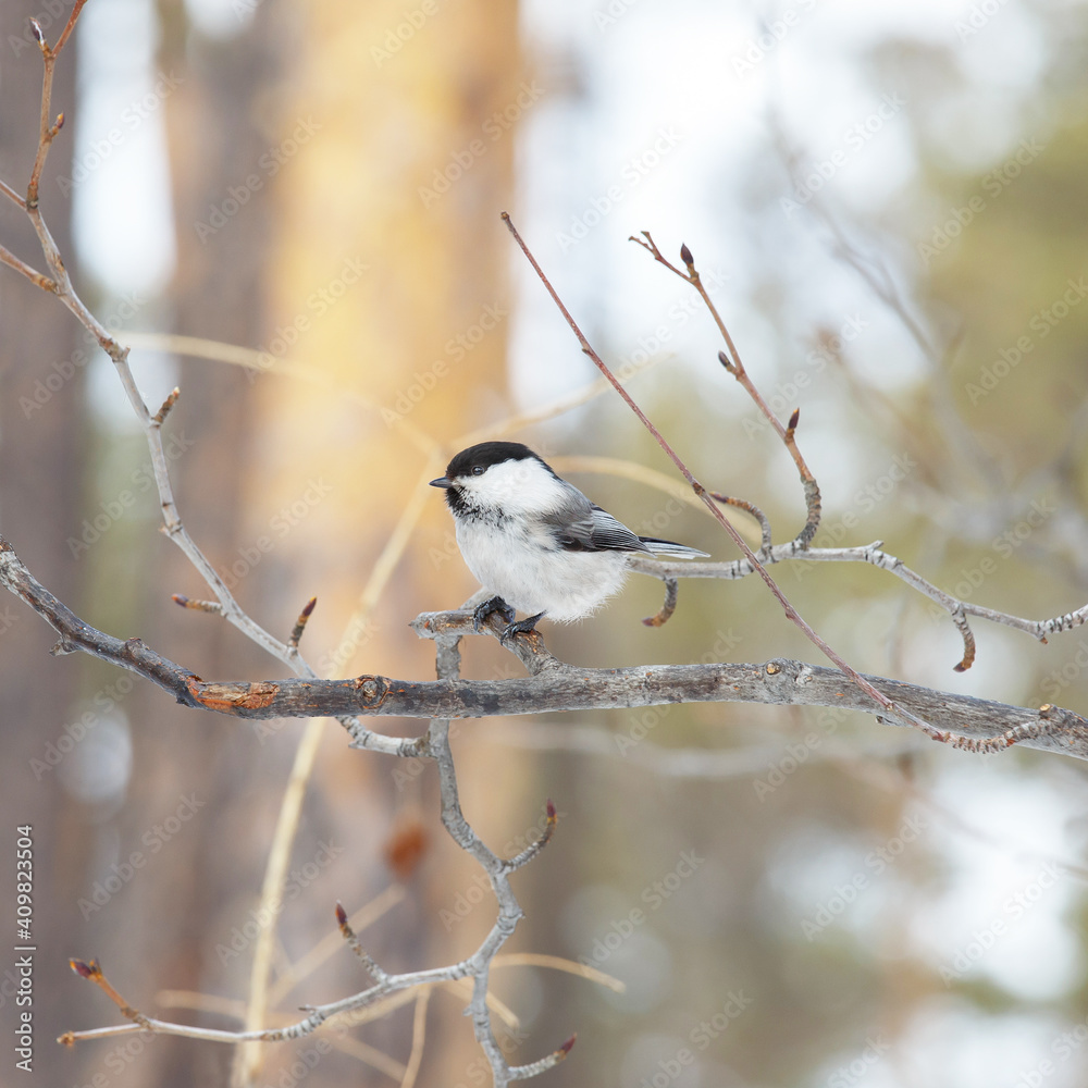 Tit on bare branches