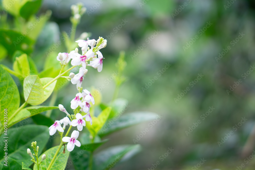 Beautiful white and purple Pseuderanthemum Beautiful white and purple Pseuderanthemum