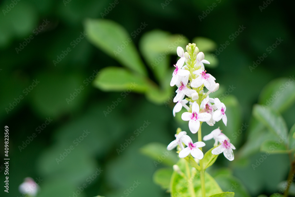 Beautiful white and purple Pseuderanthemum Beautiful white and purple Pseuderanthemum