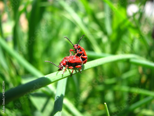 owad, chrabąszcz lub biedronka na liściu w ogrodzie © Tomasz