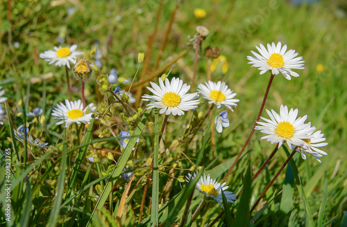 Gänseblümchen im Frühling