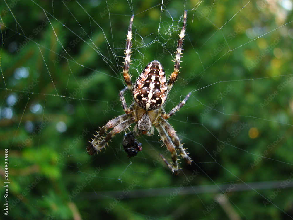 spider web and trap for other insects, small animal - Garden, Cross or Araneus spider spider web and trap for other insects, small animal - Garden, Cross or Araneus spider