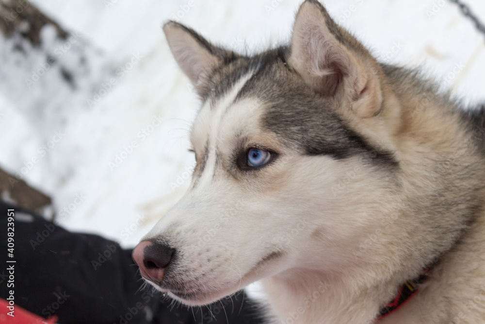 Husky dog, outdoor, winter snow day.