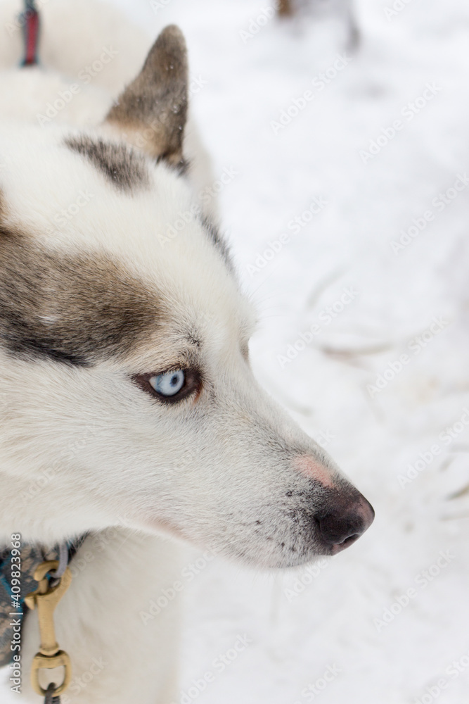 Husky dog, outdoor, winter snow day.