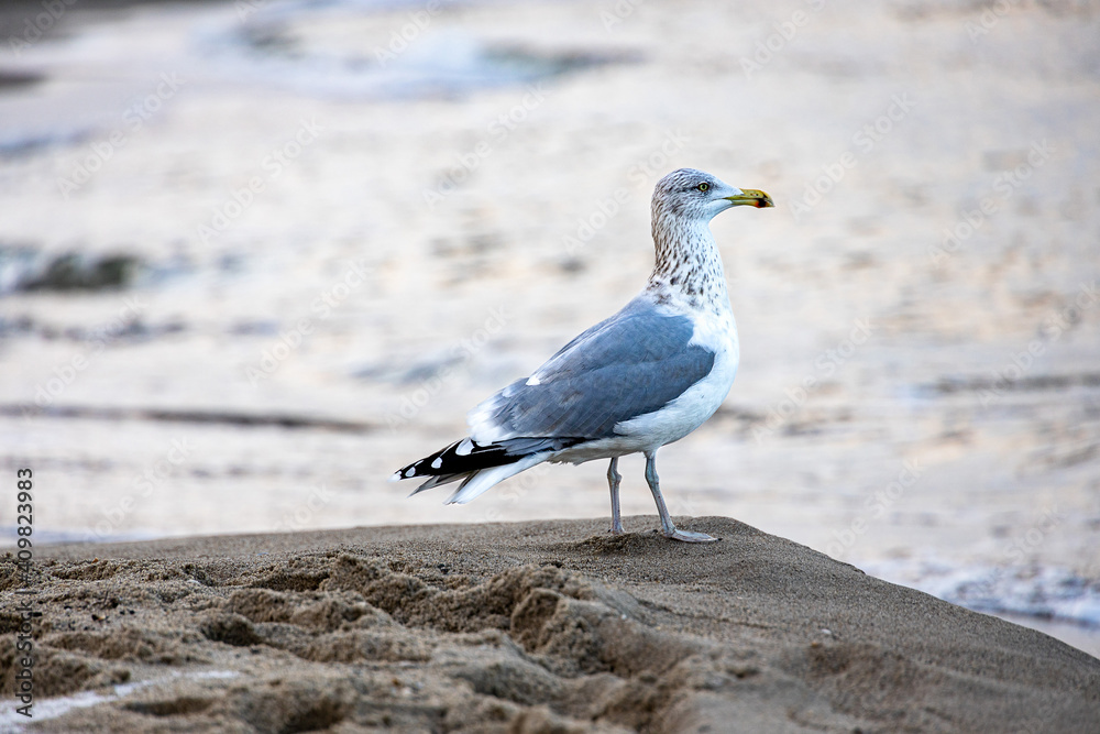 large seagull bird on the shore of the Baltic Sea in Poland large seagull bird on the shore of the Baltic Sea in Poland