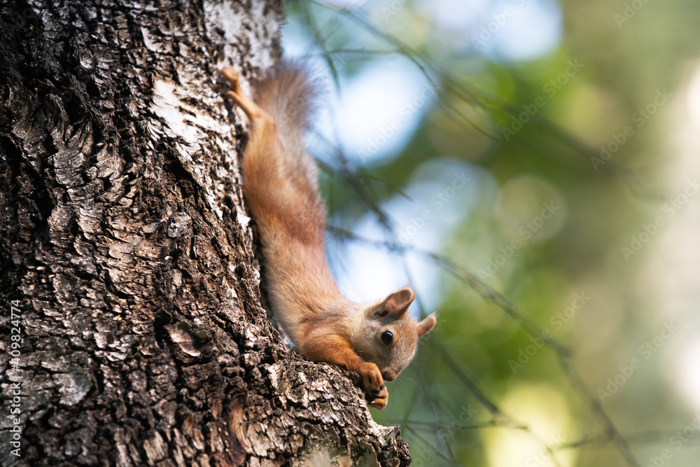 curious squirrel on a tree in its natural habitat curious squirrel on a tree in its natural habitat